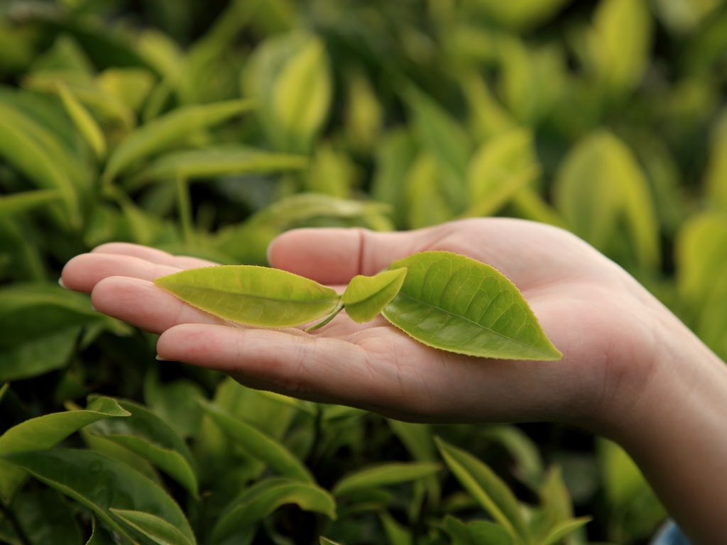 sugar free green tea
