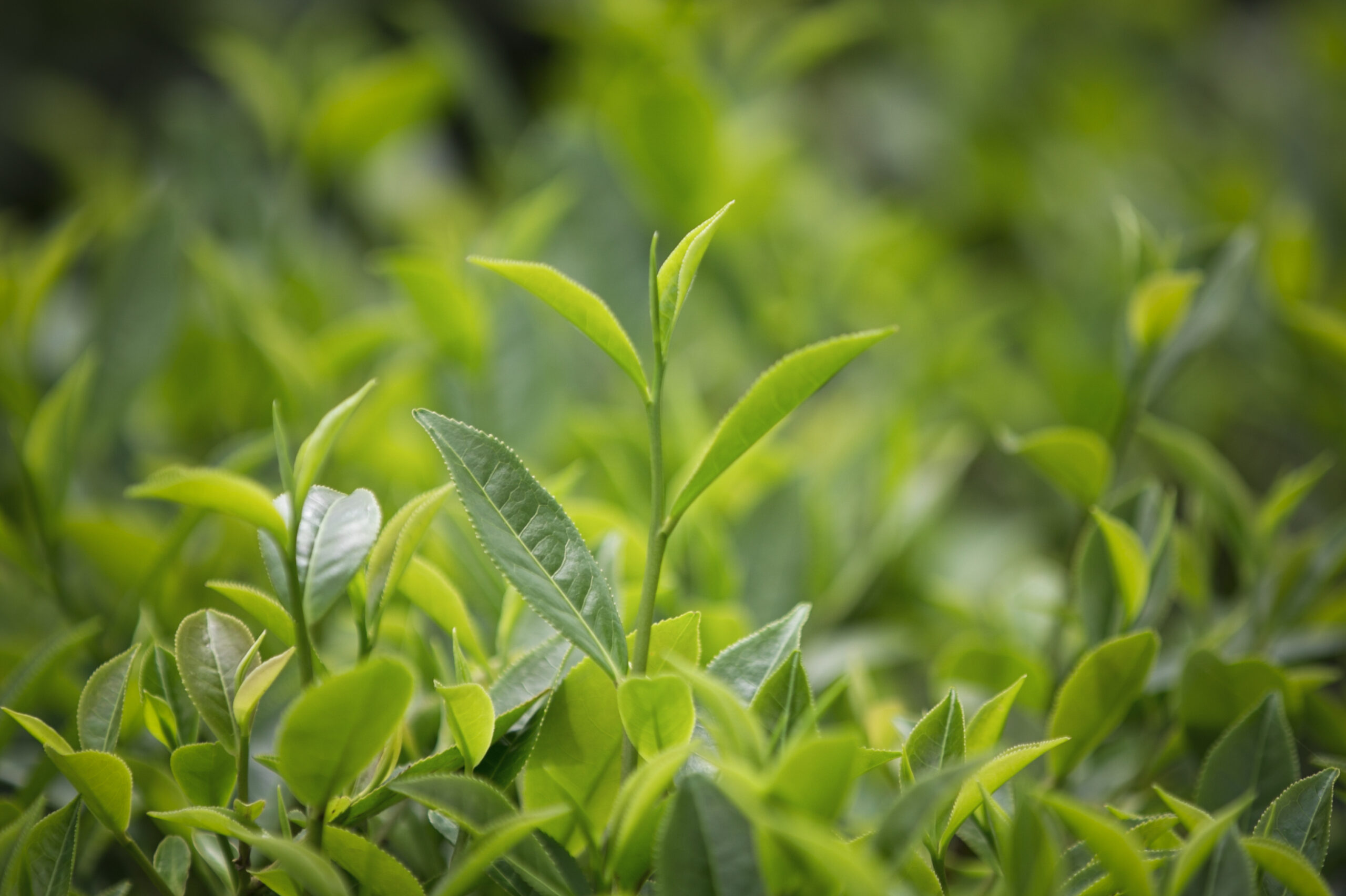 Organic tea leaves are the main ingredients in many beverage products from FGC