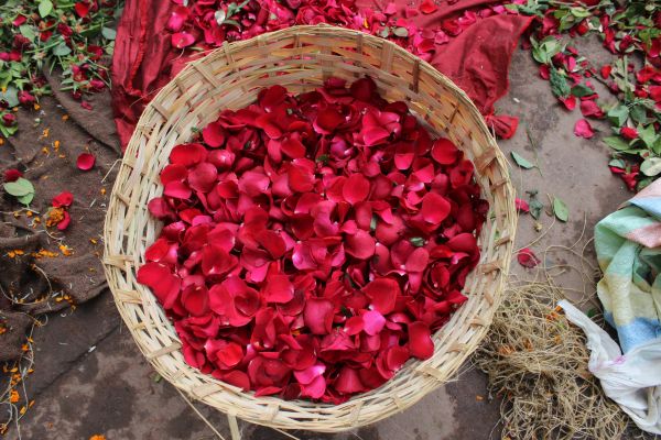 can you use rose petals for tea (1)