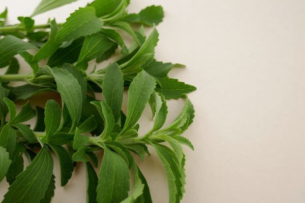 Stevia leaves
