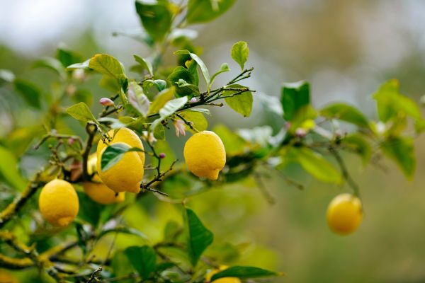 honey lemon tea ingredients (2)