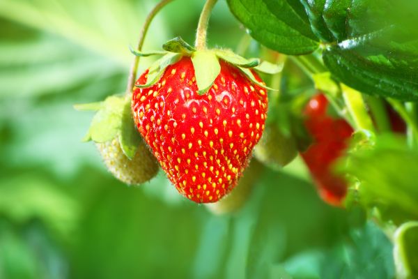 strawberry cultivation