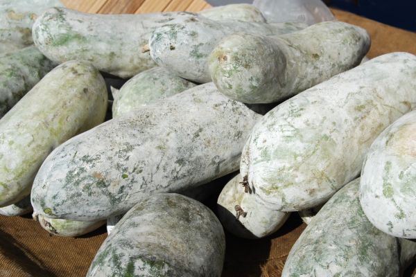 Choosing winter melon is crucial